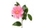 Camellia flower and leaves