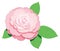 camellia flower vector illustration transparent background