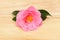 Camellia flower on wood