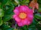 Camellia flower at the zen garden in Kyoto, Japan