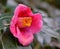 Camellia flower at the zen garden in Kyoto, Japan