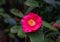 Camellia flowers. Evergreen.