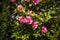 A camellia in a garden in lancashire England