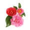 Camellia group