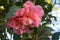 Camellia hybrid. Evergreen shrub or small tree. Pink double flowers.