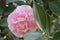 Camellia hybrid. Evergreen shrub or small tree. Pink double flowers.