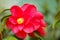 Camellia japonica