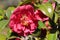 Camellia japonica