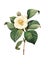 Camellia japonica | Antique Flower Illustrations