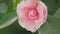 Camellia Japonica April Dawn Blush. Pink Camellia Japonica Blossom. Close up.