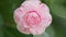 Camellia Japonica April Dawn Blush. Pink Camellia Japonica Blossom. Rack focus.