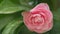 Camellia Japonica Or April Dawn Blush. Pink Flower. Flower Of Pink Camellia Japonica. Close up.