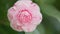 Camellia Japonica Or April Dawn Blush. Pink Flower. Flower Of Pink Camellia Japonica. Pan.