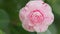 Camellia Japonica Or April Dawn Blush. Pink Flower. Flower Of Pink Camellia Japonica. Pan.