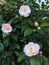 Camellia Japonica in Bloom