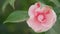 Camellia Japonica Is In Bloom. April Dawn Blush Pink Flower. Flower Of Camellia. Close up.