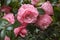 Camellia japonica blossom