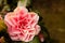 Camellia Japonica flower