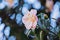 Camellia Japonica flower closeup natural Japanese Camellia blossom on realistic floral background.