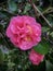 Camellia japonica. flowers after rain, with water drop on it.