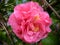 Camellia japonica. flowers after rain, with water drops.