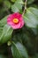 Camellia japonica front view