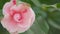 Camellia Japonica Known As April Dawn Blush. Blossoms Of Pink Camellia. Close up.