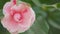 Camellia Japonica Known As April Dawn Blush. Blossoms Of Pink Camellia. Close up.