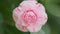 Camellia Japonica Known As April Dawn Blush. Blossoms Of Pink Camellia. Pan.