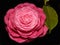 Camellia Japonica known as common camellia flower. Photo stacked from twenty photos to create the a perfectly focused flower