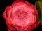 Camellia Japonica known as common camellia flower. Photo stacked from twenty photos to create the a perfectly focused flower