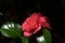 Camellia japonica `Wilamina