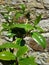 Camellia Leaves Climbing a Wall