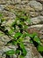 Camellia Leaves on the Wall