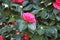 Camellia named after Father George Joseph Kamel