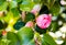 Camellia pink flower head on green branches in bright sunlight