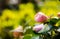 Camellia pink flower head on green branches in bright sunlight