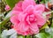 The Camellia Reticulata in pink color