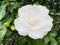 Camellia reticulata is a species of flowering plant in the tea family Theaceae