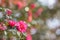 Camellia sasanqua flower