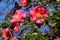 Camellia sasanqua flowers