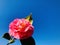 Camellia Sasanqua, Sasanqua Camellia, beautiful garden flower, pink flower under blue sky.