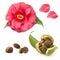 Camellia seeds and flower on a white background