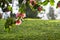 Camellia trees garden in Soutomaior Spain