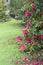 Camellia trees garden in Soutomaior Spain