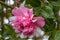 Camellia williamsii Ballet Queen