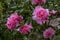 Camellia williamsii Ballet Queen