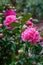 Camellia Williamsii `Debbie` bushy evergreen shrub hardy plant