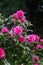 Camellia Williamsii `Debbie` bushy evergreen shrub hardy plant