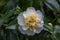 Camellia williamsii Jurys Yellow